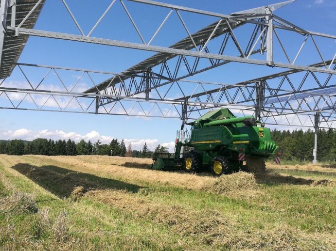 The first grain harvest of the APV system is being gathered.