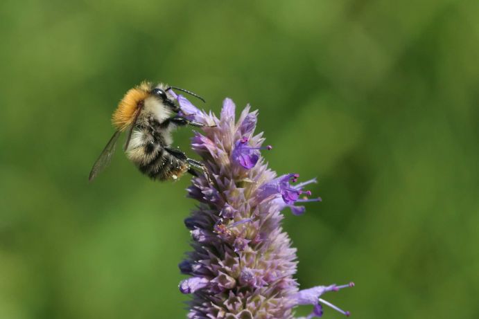 Erkennungsmerkmale: Die Arbeiterinnen der Ackerhummel sind 9 bis 13 Millimeter groß, Königinnen etwa 15 bis 18 Millimeter. Die zottelige Behaarung des mittleren Körperteils ist zum Anfang des Jahres deutlich rötlich. Die Farbe der Haare des Hinterleibs variiert hinsichtlich der schwarzen Anteile zwischen einer rötlichen und weißen Färbung. Mit zunehmendem Alter bleicht die Haarfarbe aus und die Behaarung wird lichter. Auch Bienen werden alt! Die Männchen dieser Art lassen sich von Weibchen gut anhand ihres „Gesichtes“ erkennen: Eine gelbe Färbung ist charakteristisch für Männchen, während Weibchen ein schwarzes Gesicht haben.Nist- und Lebensweise: Hummeln leben in Staaten, diese überdauern allerdings nur ein Jahr. Die Nester werden über der Erde, in einer losen Streuschicht zwischen Heu und Laub oder unterirdisch in Mäusegängen und anderen Hohlräumen angelegt. In einem Staat leben 80 bis 150 Tiere.  Ernährung: Ackerhummeln sind nicht wählerisch, sie sammeln an verschiedensten Blütenpflanzen Nahrung.  Parasiten: Die solitär lebende Feld-Kuckuckshummel (Bombus campestris) legt ihre Eier in den Nester verschiedener Hummelarten ab, so auch in Nester der Ackerhummel.  Lebensraum: Die Ackerhummel stellt wenige Ansprüche an ihre Umwelt, sie ist eine der häufigsten Hummeln. Sowohl in Gärten und Parks in Städten oder im Siedlungsbereich kann sie beobachtet werden.  Flugzeit: Diese Wildbiene ist über einen sehr langen Zeitraum zu sehen, wobei der Flugzeitraum der Weibchen von April bis Oktober nicht für ein einzelnes Tier, sondern für die Flugaktivität des Staates steht. Männchen sind nur für sehr kurze Zeit im August aktiv.