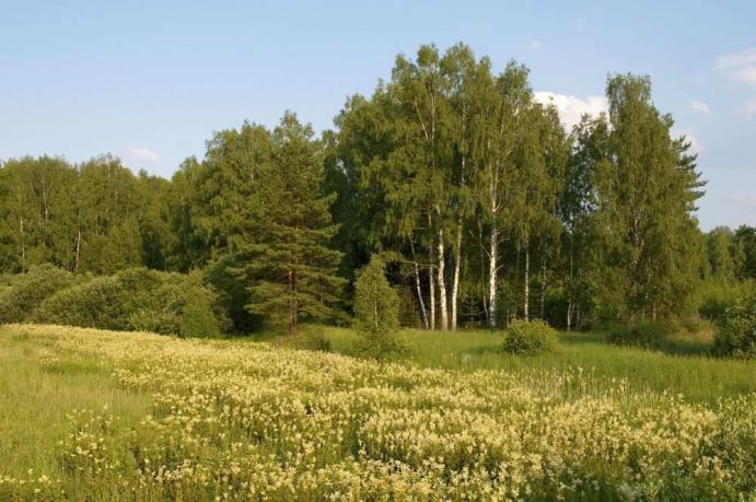 Wildbienenprojekt: Blütenreiche Wiese am Waldrand Das "Wissenschaftsjahr 2012 – Zukunftsprojekt Erde" verfolgte mit dem Wildbienenprojekt unter anderem das Ziel, über die Wildbienen, ihre Lebensweisen und -räume und ihre wichtige Rolle in der Biodiversität aufzuklären. Bienen benötigen für ihre Ernährung Pollen und Nektar, daher sind sie an die Existenz von Blütenpflanzen gebunden. Während der Pollen in erster Linie den Larven als Proteinquelle dient, liefert Nektar Kohlenhydrate für die ausgewachsenen Bienen. FONA war inhaltlicher Kooperationspartner des Wissenschaftsjahrs 2012.