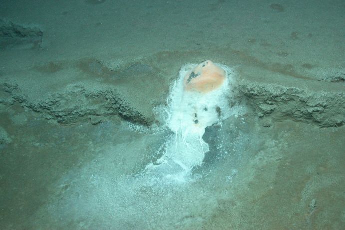 Die Mikrobenmatten wölben sich an den Gasaustritten. Sie sind am Bau der domartigen Stromatolithe beteiligt. Die Mikrobenmatten wölben sich an den Gasaustritten. Sie sind am Bau der domartigen Stromatolithe beteiligt.