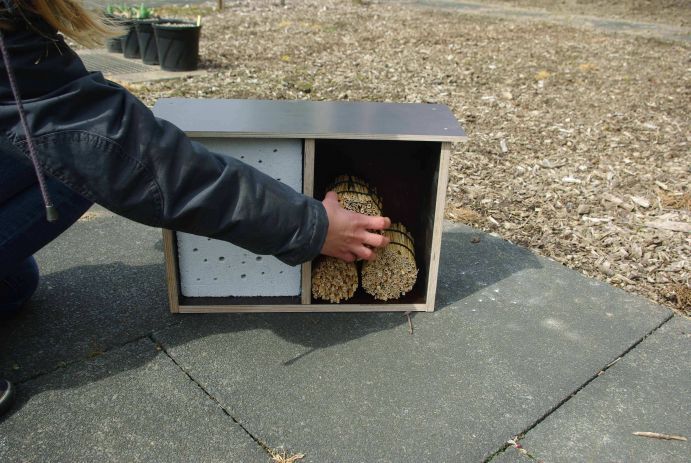 Wildbienenhotels - Tipps zum Selberbauen: Bauanleitung Schritt 6 von 8 Bildbeschreibung: Bündel von Schilf oder Bambus eignen Sie sich für jedes Wildbienenhotel, denn Wildbienen fühlen sich in hohlen Pflanzenstängeln wohl. Schneiden Sie die Stängel auf eine Länge von etwa 10 Zentimetern zurecht und sorgen Sie dafür, dass eine Seite verschlossen ist – zum Beispiel mit Watte oder Taschentuchpapier. Im Rahmen des vom Bundesministerium für Bildung und Forschung geförderten "Wissenschaftsjahrs 2012 – Zukunftsprojekt Erde" fand des Wildbienenprojekt "Erst bauen, dann schauen" statt. Von Mai bis Ende August konnten Fotos von selbstgebauten Nistplätzen für Wildbienen für den Wettbewerb zum originellste Wildbienenhotel eingesendet werden. FONA war inhaltlicher Kooperationspartner des Wissenschaftsjahrs 2012.