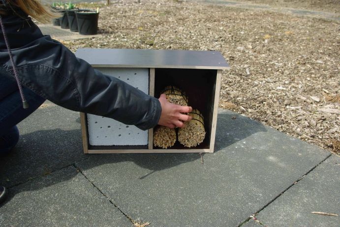 Bildbeschreibung: Bündel von Schilf oder Bambus eignen Sie sich für jedes Wildbienenhotel, denn Wildbienen fühlen sich in hohlen Pflanzenstängeln wohl. Schneiden Sie die Stängel auf eine Länge von etwa 10 Zentimetern zurecht und sorgen Sie dafür, dass eine Seite verschlossen ist – zum Beispiel mit Watte oder Taschentuchpapier.  Im Rahmen des vom Bundesministerium für Bildung und Forschung geförderten "Wissenschaftsjahrs 2012&nbsp; – Zukunftsprojekt Erde" fand des Wildbienenprojekt "Erst bauen, dann schauen" statt. Von Mai bis Ende August konnten Fotos von selbstgebauten Nistplätzen für Wildbienen für den Wettbewerb zum originellste Wildbienenhotel eingesendet werden.  FONA war inhaltlicher Kooperationspartner des Wissenschaftsjahrs 2012.