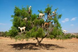 Ziegen in einem Arganbaum in Marokko