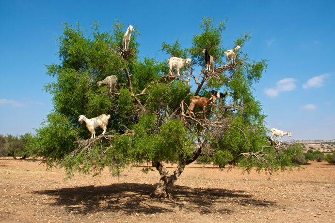 Goats climbing an Argania tree