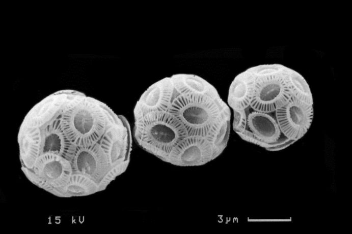 Emiliania huxleyi cells under an electron microscope