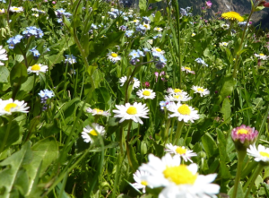 Blumenwiese Blumenwiese