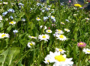 Blumenwiese