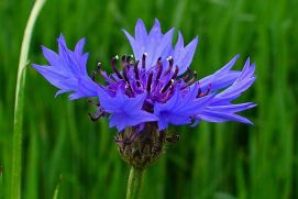 Wildbienenprojekt: Futterpflanze Kornblume