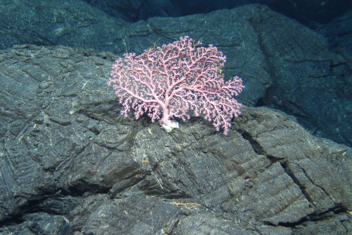 Pinke Kaltwasserkoralle am Meeresboden