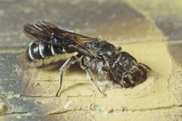 Wildbienenprojekt: Hahnenfuß Scherenbiene