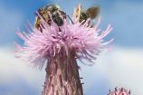 Wildbienenprojekt: Futterpflanze Kratzdiestel Mediathekbild - mit dem Titel Standortwahl und Futterpflanzen (Richard Bartz)