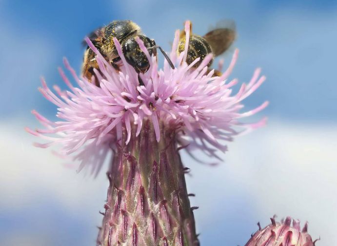 Wildbienenprojekt: Futterpflanze Kratzdiestel Mediathekbild - mit dem Titel Standortwahl und Futterpflanzen (Richard Bartz)