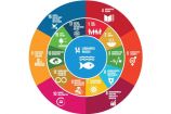 Beziehungen der SDG im Themenfeld "Zukunft der Ozeane: Nahrung aus dem Meer" Am 9. und 10. Mai 2017 diskutierten mehr als 500 Expertinnen und Experten auf dem 13. Forum für Nachhaltigkeit des Bundesministeriums für Bildung und Forschung (BMBF) die Umsetzung der globalen Nachhaltigkeitsziele. Unter dem Motto "Was tun mit der Agenda 2030!" thematisierte die Konferenz die Umsetzung der 17 Ziele (Sustainable Development Goals – SDG) der Vereinten Nationen.
In den Workshops ging es darum, die wichtigsten Konflikte und Synergien für die Umsetzung der Nachhaltigkeitsziele zu identifizieren und erste Handlungsempfehlungen zu entwickeln. Im Workshop "W2: Zukunft der Ozeane: Nahrung aus dem Meer" stand SDG 14 im Fokus der Diskussion.