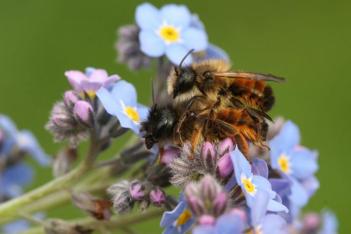 Wildbienenprojekt: Rote Mauerbiene Erkennungsmerkmale: Die Rote Mauerbiene ist 8 bis 13 Millimeter groß. Kennzeichnend ist die rötliche Behaarung von mittlerem Körperteil und Hinterleib in Kombination mit der schwarzen Behaarung an der Spitze des Hinterleibs. Männchen sind kleiner als Weibchen und haben eine auffällige Gesichtsbehaarung. Nist- und Lebensweise: Weibchen legen die Nester solitär in Niströhren über der Erde an. Totholz, Pflanzenstängel, Nisthilfen, aber auch Fensterrahmen und Mauerritzen werden genutzt. Die Brutzellen werden in Reihe angelegt und durch Wände aus Lehm voneinander abgegrenzt. Ernährung: Die Art nutzt viele verschiedene Pollen- und Nektarquellen. Parasiten: Eine Fruchtfliege parasitiert in den Nestern dieser Biene. Lebensraum: Die vergleichsweise anspruchslose Art ist weit verbreitet. Waldränder, Streuobstwiesen, Brachen, Gärten und Parks im Siedlungsbereich: die Rote Mauerbiene ist ein Kulturfolger. Flugzeit: Die Rote Mauerbiene ist eine der ersten, die im Frühjahr fliegt. Männchen schlüpfen wenige Tage bis Wochen vor den Weibchen und warten an den Nesteingängen auf die schlüpfenden Geschlechtspartner.