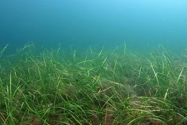 Seegraswiesen geh&ouml;ren zu den &ouml;kologisch und &ouml;konomisch bedeutendsten Lebensr&auml;umen in der Ostsee.