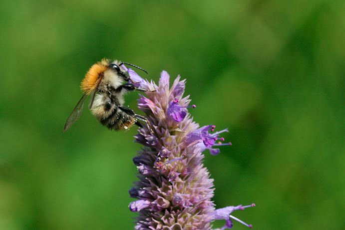 Ackerhummel