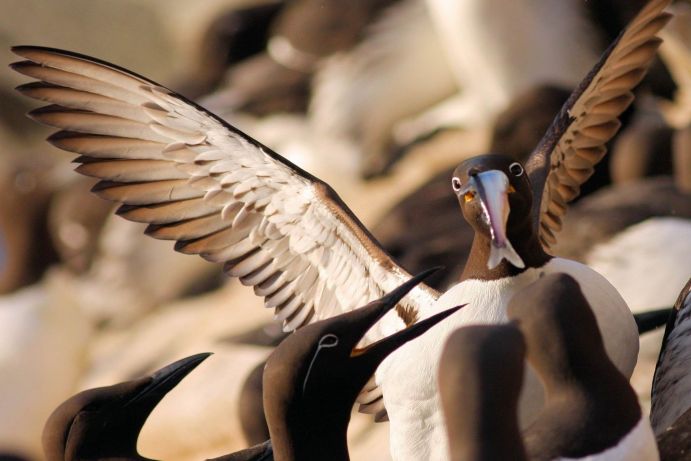 Das Projekt LOMVIA erforscht, wie sich Klimaveränderungen auf arktische Vogelpopulation auswirken.