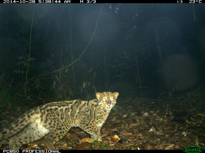 Das Projekt "ScreenForBio" untersucht die Auswirkungen von nachhaltiger Forstwirtschaft auf die Säugetiergemeinschaften in Malaysia und Vietnam. Hier tappt eine seltene Marmorkatze in eine Fotofalle im Deramakot Forest Reserve in Sabah, Malaysia.