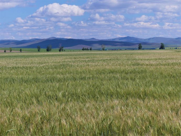 Weizenfeld in der Mongolei.