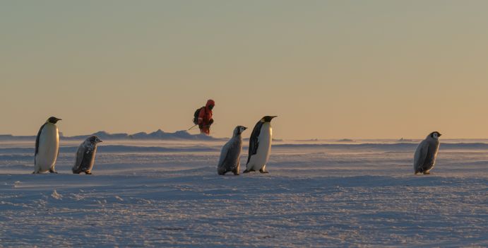 Kaiserpinguin-Kolonie nahe der Neumayer-Station III des Alfred-Wegener-Instituts