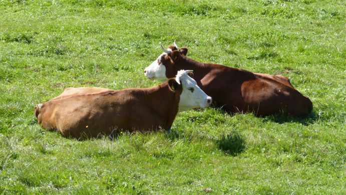 Milchkühe eines GOBIOM Praxisbetriebs auf der Weide im Schwarzwald
