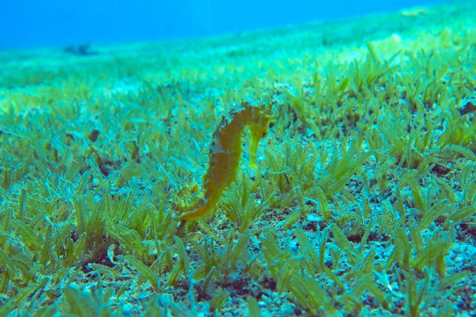 Die kleinwüchsige invasive Seegrasart Halophila stipulacea vor Eilat in Israel