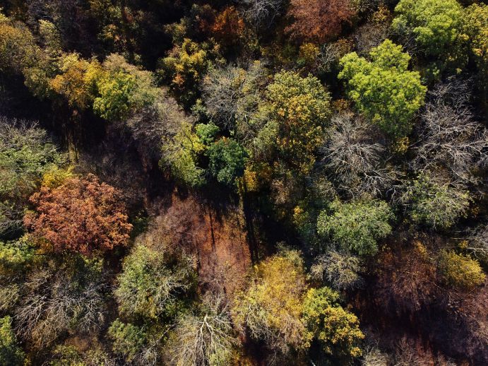 Der artenreiche Auwald bei Leipzig mit ersten Anzeichen von Trockenstress im Herbst 2022