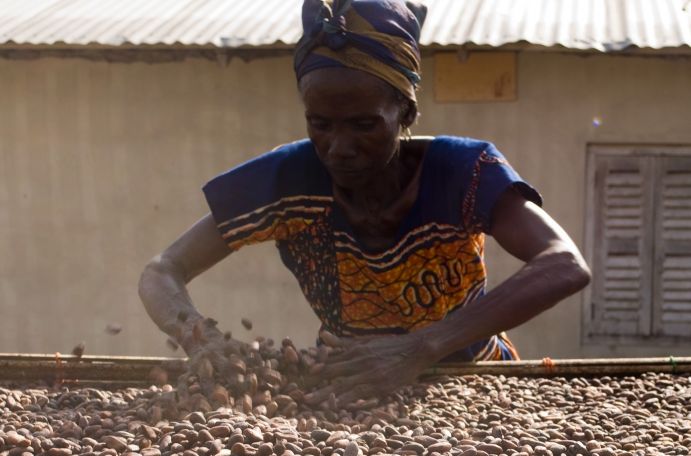 Klimaänderungen wie steigende Temperaturen und geringer und unregelmäßiger Niederschlag haben tiefgreifende Auswirkungen auf den Kakaoanbau in Westafrika. 