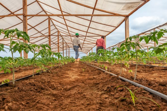 Für eine nachhaltige Landwirtschaft werden zum Beispiel moderne Anbautechniken und spezielle Bewässerungsmethoden vereint. Damit das spezifische Wissen hierfür weiter ausgebaut werden kann, richtet SASSCAL das neue Graduiertenprogramm in Angola ein.