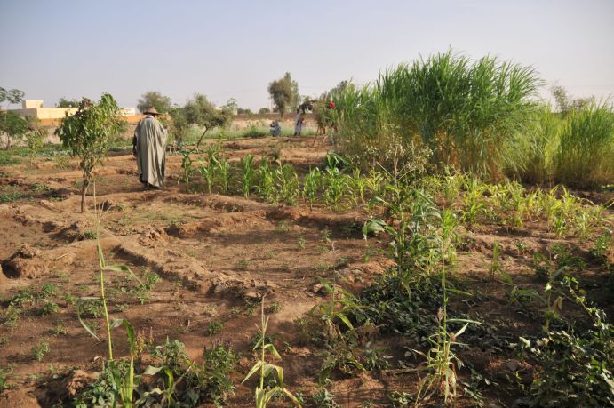 Kleinbäuerliche Betriebe stellen in vielen Regionen Afrikas den Hauptanteil der landwirtschaftlichen Produktion. Somit spielen sie eine entscheidende Rolle, um die Ernährung der Bevölkerung zu sichern. Im Rahmen des Projekts COINS erhalten Betriebe gezielte wissenschaftliche Unterstützung zur Optimierung ihrer Produktionsprozesse.