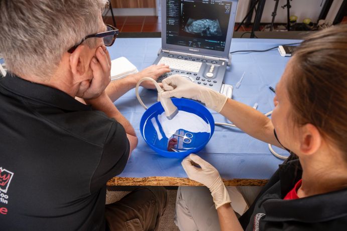 Die letzten Untersuchungen mit dem Fötus. Professor Thomas Hildebrandt und Dr. Susanne Holze untersuchen den Fötus mit Hilfe vom Ultraschallgerät.