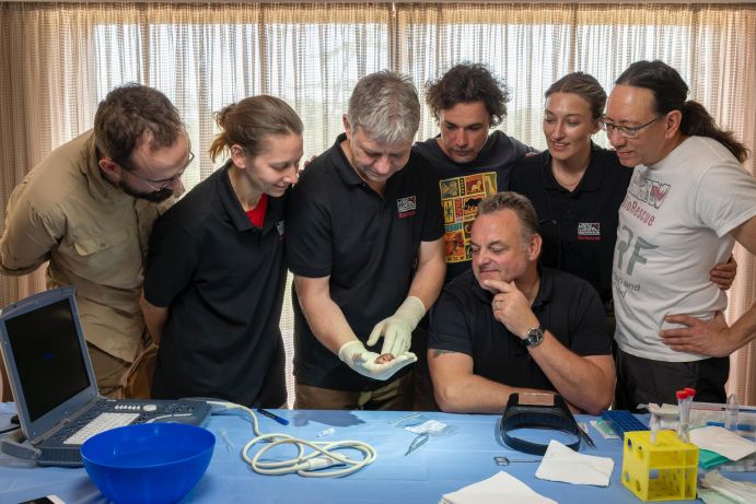 Ein bittersüßer Moment für das Team. Ein Teil des BioRescue-Teams umringt Professor Hildebrandt wenige Augenblicke, nachdem er und Dr. Susanne Holze den Fötus von Curra untersucht haben.