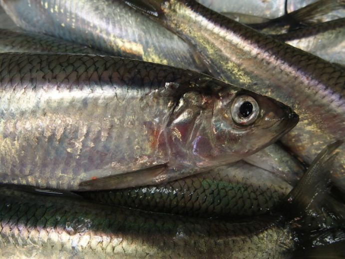 Abnehmende Bestände: Heringe sind längst zum Gegenstand umfangreicher Forschungen geworden. 