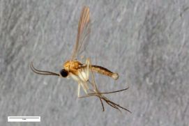 Die neu für die Wissenschaft entdeckte Art – Ctenosciara alexanderkoenigi HELLER &amp; RULIK, 2016 – ein Vertreter innerhalb der Familie der Trauermücken (Diptera: Sciaridae) wurde im Rahmen des German Barcode of Life Projektes (GBOL) im Garten vom Museum Koenig Bonn entdeckt und kürzlich in der Zeitschrift Biodiversity Data Journal beschrieben.