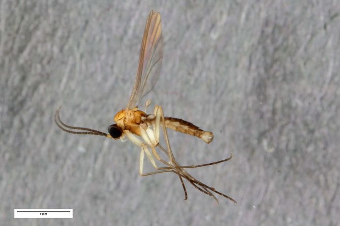 Ctenosciara alexanderkoenigi HELLER & RULIK, 2016 Die neu für die Wissenschaft entdeckte Art – Ctenosciara alexanderkoenigi HELLER & RULIK, 2016 – ein Vertreter innerhalb der Familie der Trauermücken (Diptera: Sciaridae) wurde im Rahmen des German Barcode of Life Projektes (GBOL) im Garten vom Museum Koenig Bonn entdeckt und kürzlich in der Zeitschrift Biodiversity Data Journal beschrieben.