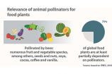 Relevance of animal pollinators for food plants Sie ist die Grundlage unserer Existenz: Die biologische Vielfalt. Sie trägt zur Klimaregulierung und Trinkwassererzeugung bei und liefert dem Menschen Nahrungs- und Heilmittel. Der steigende Verbrauch natürlicher Ressourcen zerstört Ökosysteme und führt zur drastischen Reduzierung der Artenvielfalt auf der ganzen Welt.Diese Grafik stammt aus der aktuellen Ausgabe von Perspektive Erde „Artenvielfalt: Das große Sterben?“, die Beispiele aus der BMBF-Förderung von Forschungsprojekten zum Schutz und zur nachhaltigen Nutzung von Biodiversität präsentiert.Weitere Informationen zu IPBES und der Rolle deutscher Wissenschaftler im IPBES-Prozess finden Sie in der Ausgabe von Perspektive Erde "Artenvielfalt: Das große Sterben?", die Sie hier herunterladen können: www.fona.de/biodiversity