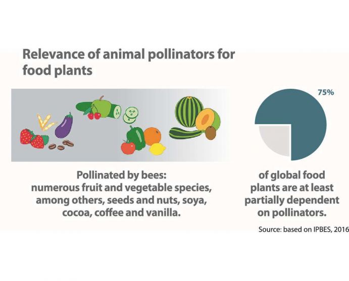 Relevance of animal pollinators for food plants Sie ist die Grundlage unserer Existenz: Die biologische Vielfalt. Sie trägt zur Klimaregulierung und Trinkwassererzeugung bei und liefert dem Menschen Nahrungs- und Heilmittel. Der steigende Verbrauch natürlicher Ressourcen zerstört Ökosysteme und führt zur drastischen Reduzierung der Artenvielfalt auf der ganzen Welt.Diese Grafik stammt aus der aktuellen Ausgabe von Perspektive Erde „Artenvielfalt: Das große Sterben?“, die Beispiele aus der BMBF-Förderung von Forschungsprojekten zum Schutz und zur nachhaltigen Nutzung von Biodiversität präsentiert.Weitere Informationen zu IPBES und der Rolle deutscher Wissenschaftler im IPBES-Prozess finden Sie in der Ausgabe von Perspektive Erde "Artenvielfalt: Das große Sterben?", die Sie hier herunterladen können: www.fona.de/biodiversity