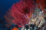 Mit zunehmender Ozeanversauerung nimmt die Artenvielfalt im Korallenriff ab, und der Lebensraum verarmt.