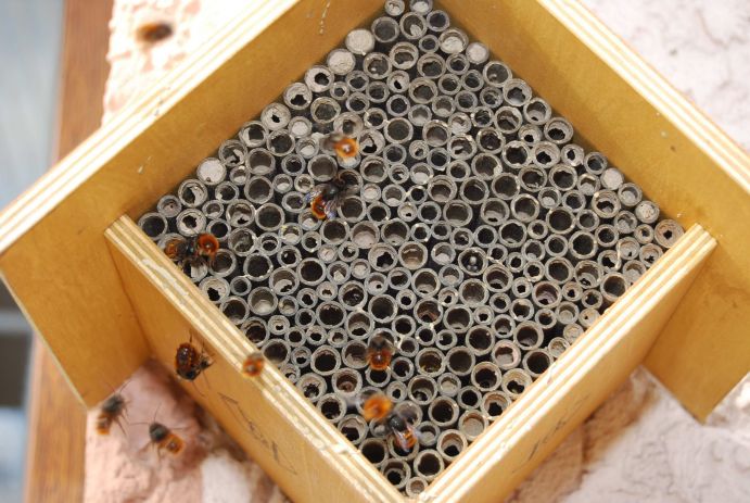 Wildbienenhotels - Tipps zum Selberbauen: mit Restmaterial Bildbeschreibung: Viele Reste, die beim Heimwerken anfallen, eignen sich für ein wunderbares Bienenhotel. Im Rahmen des vom Bundesministerium für Bildung und Forschung geförderten "Wissenschaftsjahrs 2012 – Zukunftsprojekt Erde" fand des Wildbienenprojekt "Erst bauen, dann schauen" statt. Von Mai bis Ende August konnten Fotos von selbstgebauten Nistplätzen für Wildbienen für den Wettbewerb zum originellste Wildbienenhotel eingesendet werden. FONA war inhaltlicher Kooperationspartner des Wissenschaftsjahrs 2012.