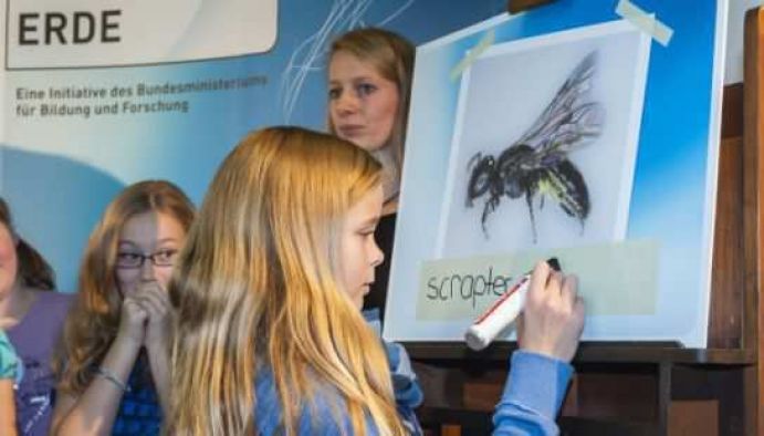 Der Wildbienenwettbewerb: Der Name der Gewinnerbiene Bildbeschreibung: Das "Wissenschaftsjahr 2012 – Zukunftsprojekt Erde" hatte zum Wettbewerb aufgerufen: Gesucht war das originellste Wildbienenhotel. Von Mai bis Ende August konnten Fotos von selbstgebauten Nistplätzen für Wildbienen eingesendet werden. Am 20. Oktober 2012 fand die Preisverleihung des Wettbewerbs zum Wildbienenprojekt "Erst bauen, dann schauen" statt. Die Tierpark-AG des Gymnasiums Nordhorn durfte die in Südafrika aufgespürte Spezies benennen: Mit ihrem selbstgebauten Wildbienenhotel hatten die Schülerinnen und Schüler aus Niedersachsen den Hauptpreis des Wettbewerbs „Erst bauen, dann schauen“ gewonnen. Sichtlich stolz notierten die Gymnasiastinnen in großen Buchstaben den von ihnen gewählten Namen (Scrapter exiguus). Sie hatten ihn mithilfe von Lateinlehrerin und Biobüchern gefunden: „exiguus“ bedeutet „winzig“. FONA war inhaltlicher Kooperationspartner des Wissenschaftsjahrs 2012.