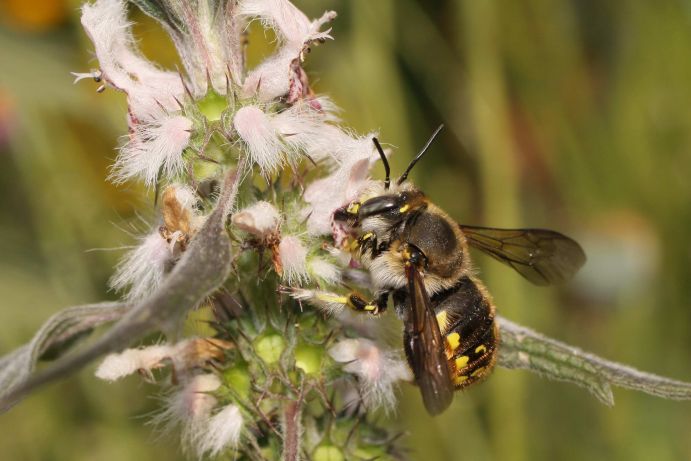 Wildbienenprojekt: Große Wollbiene Erkennungsmerkmale: Es handelt sich um eine in vieler Hinsicht auffällige Biene. Die Männchen sind mit 14 bis 18 Millimeter deutlich größer als die Weibchen (12 Millimeter). Sowohl das Gesicht als auch der gesamte Körper der Bienen besitzen eine gelb-schwarze Zeichnung. Weibchen haben auf der Unterseite des Hinterleibs eine Bauchbürste, in der Pollen transportiert werden. Die Männchen fallen durch ihr territoriales Verhalten auf: Sie patrouillieren an den Futterpflanzen und verteidigen diese gegenüber Konkurrenten. Nist- und Lebensweise: Hinsichtlich der Nistplatzwahl ist die solitär lebende Biene nicht wählerisch. Jegliche Art von Hohlräumen werden genutzt, ob im Boden, in Felsspalten, Wänden oder Nisthilfen. Für den Ausbau des Nistplatzes werden verschiedenste Baumaterialien genutzt: Pflanzenhaare, Steinchen sowie Holz- und Blattstücke. Ernährung: Verschiedene Schmetterlingsblütler und Lippenblütler stehen ganz oben auf der Liste bevorzugter Pollenquellen. Parasiten: Die parasitischen Düsterbienen nutzen die Nester der Großen Wollbiene für ihre Eier. Lebensraum: Die große Wollbiene ist am ehesten in Gärten und Parks zu sehen. Sie scheuen Städte und Dörfer keinesfalls, sondern finden in von Menschen geprägten Gebieten Nistplätze und Nahrung. Zudem bieten ihnen brachliegendes Gebiet, Waldränder und auch Weinberge einen Lebensraum. Flugzeit: Erst im Sommer, Mitte Juni, schlüpfen die ersten Vertreter dieser Art. Sie haben den Winter über als Ruhelarve verbracht, die letzten Entwicklungsschritte zur erwachsenen Biene fanden erst im Frühjahr statt.