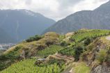 Untersuchungsgebiet des BiodivERsA-Projekts PromESSinG: Rebberge im schweizerischen Wallis Die Flora und Fauna der Weinfelder, wie die Rebberge in Wallis nahe Saillon VS in der Schweiz, bilden ein unverzeichtbar wichtiges Element für ein funktionierendes Ökosystem und tragen u.a. zur Verbesserung der Bodenqualität oder Schädlingsregulierung bei.
Um diese Zusammenhänge zu untersuchen, und deren Bedeutung für den Weinbau zu verstehen, wird im Projekt PromESSinG (Managementkonzept für mitteleuropäische Weinberg-Ökosysteme zur Förderung von Ökosystemdienstleistungen im Weinbau) länderübergreifend in enger Zusammenarbeit mit den Weinbauern in Deutschland, Frankreich, der Schweiz, Österreich und Rumänien geforscht.
Das Schirmprojekt European Research Area-Net (ERA-Net) BiodivERsA hat zum Ziel, wissenschaftliche Kompetenzen zu bündeln und gemeinsam Strategien zum Schutz der Artenvielfalt zu entwickeln.
Weitere Informationen zum Projekt finden Sie in der Ausgabe von Perspektive Erde "Artenvielfalt: Das große Sterben?", die Sie hier herunterladen können: www.fona.de/biodiversitaet.