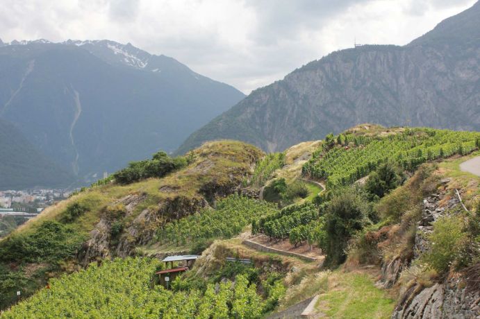 Untersuchungsgebiet des BiodivERsA-Projekts PromESSinG: Rebberge im schweizerischen Wallis Die Flora und Fauna der Weinfelder, wie die Rebberge in Wallis nahe Saillon VS in der Schweiz, bilden ein unverzeichtbar wichtiges Element für ein funktionierendes Ökosystem und tragen u.a. zur Verbesserung der Bodenqualität oder Schädlingsregulierung bei.
Um diese Zusammenhänge zu untersuchen, und deren Bedeutung für den Weinbau zu verstehen, wird im Projekt PromESSinG (Managementkonzept für mitteleuropäische Weinberg-Ökosysteme zur Förderung von Ökosystemdienstleistungen im Weinbau) länderübergreifend in enger Zusammenarbeit mit den Weinbauern in Deutschland, Frankreich, der Schweiz, Österreich und Rumänien geforscht.
Das Schirmprojekt European Research Area-Net (ERA-Net) BiodivERsA hat zum Ziel, wissenschaftliche Kompetenzen zu bündeln und gemeinsam Strategien zum Schutz der Artenvielfalt zu entwickeln.
Weitere Informationen zum Projekt finden Sie in der Ausgabe von Perspektive Erde "Artenvielfalt: Das große Sterben?", die Sie hier herunterladen können: www.fona.de/biodiversitaet.