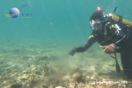 Hier strömt Süßwasser durch eine submarine Quelle in ein Korallenriff vor Lombok, Indonesien.