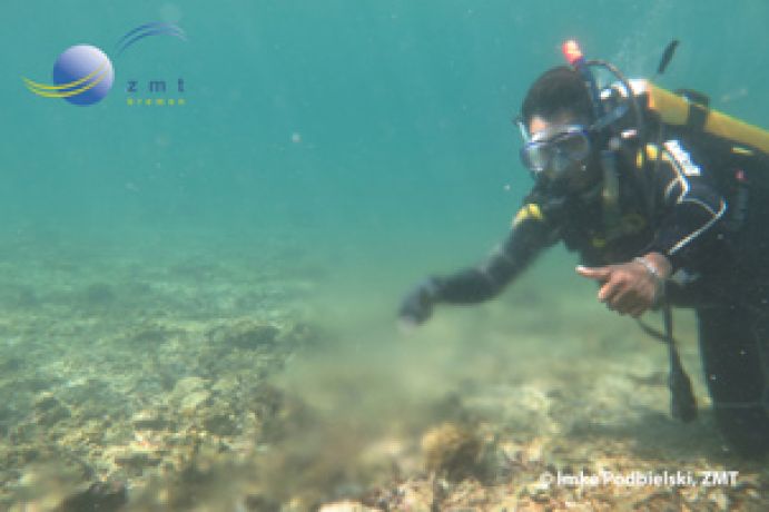 Hier strömt Süßwasser durch eine submarine Quelle in ein Korallenriff vor Lombok, Indonesien.