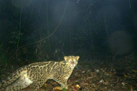 The project "ScreenForBio" investigates the impact of sustainable forestry on mammal communities in Malaysia and Vietnam. Here, a rare marbled cat walks into a photo trap in the Deramakot Forest Reserve in Sabah, Malaysia.