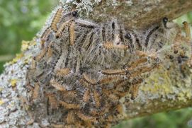 MOPM is an interdisciplinary project investigating the causes of outbreaks of one of Europe's most dangerous pests, the oak processionary moth, in urban and non-urban landscapes.