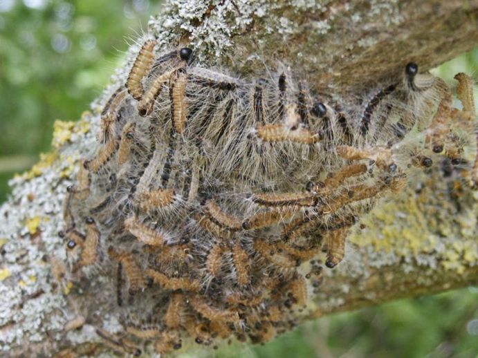 MOPM is an interdisciplinary project investigating the causes of outbreaks of one of Europe's most dangerous pests, the oak processionary moth, in urban and non-urban landscapes.