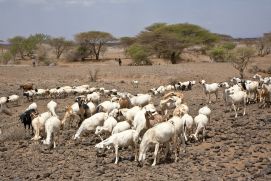 Das Projekt POLISES untersucht die Auswirkungen globaler Politikmaßnahmen der Nahrungssicherheit auf lokale Landnutzer in Kenia, Äthiopien und Marokko.