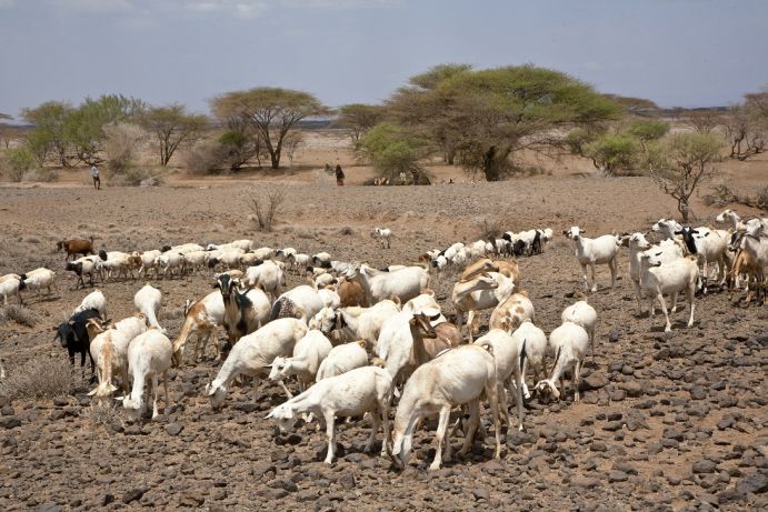 Das Projekt POLISES untersucht die Auswirkungen globaler Politikmaßnahmen der Nahrungssicherheit auf lokale Landnutzer in Kenia, Äthiopien und Marokko.